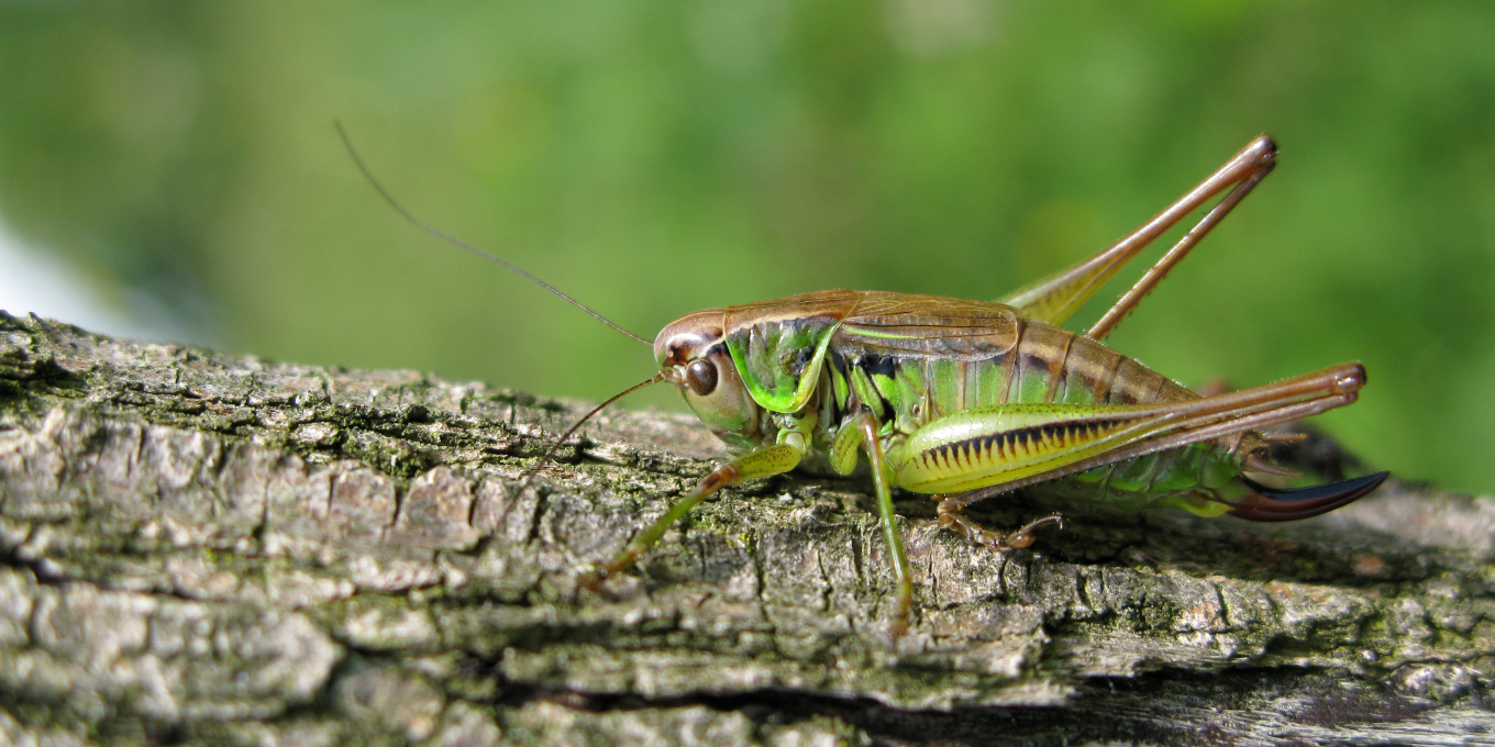 Decticelle bariolée
